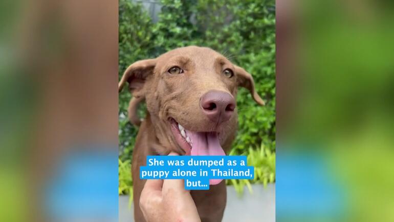 Tayland’daki sokak köpeğinin başına talih kuşu kondu