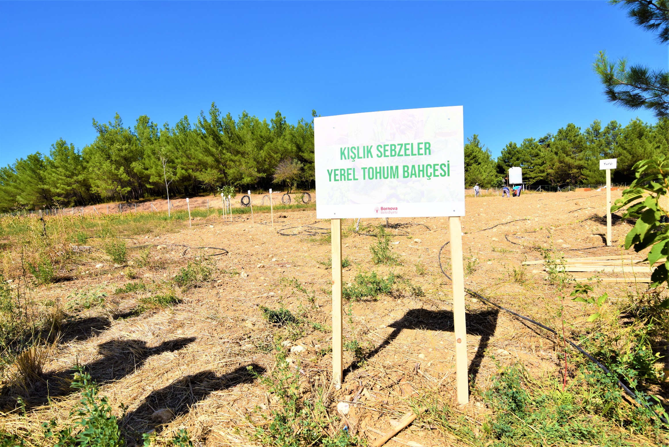 Kışlık sebze tohumları Bornova Belediyesi’nden