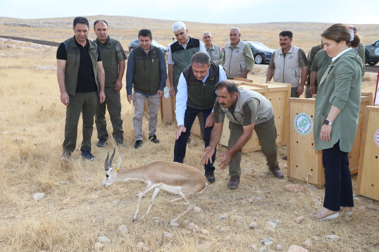 Vali Şıldak “Urfa ceylanı ülkemizdeki nadide türlerden biri”