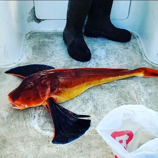 Olta ile 5 kiloluk kırlangıç balığı yakalandı