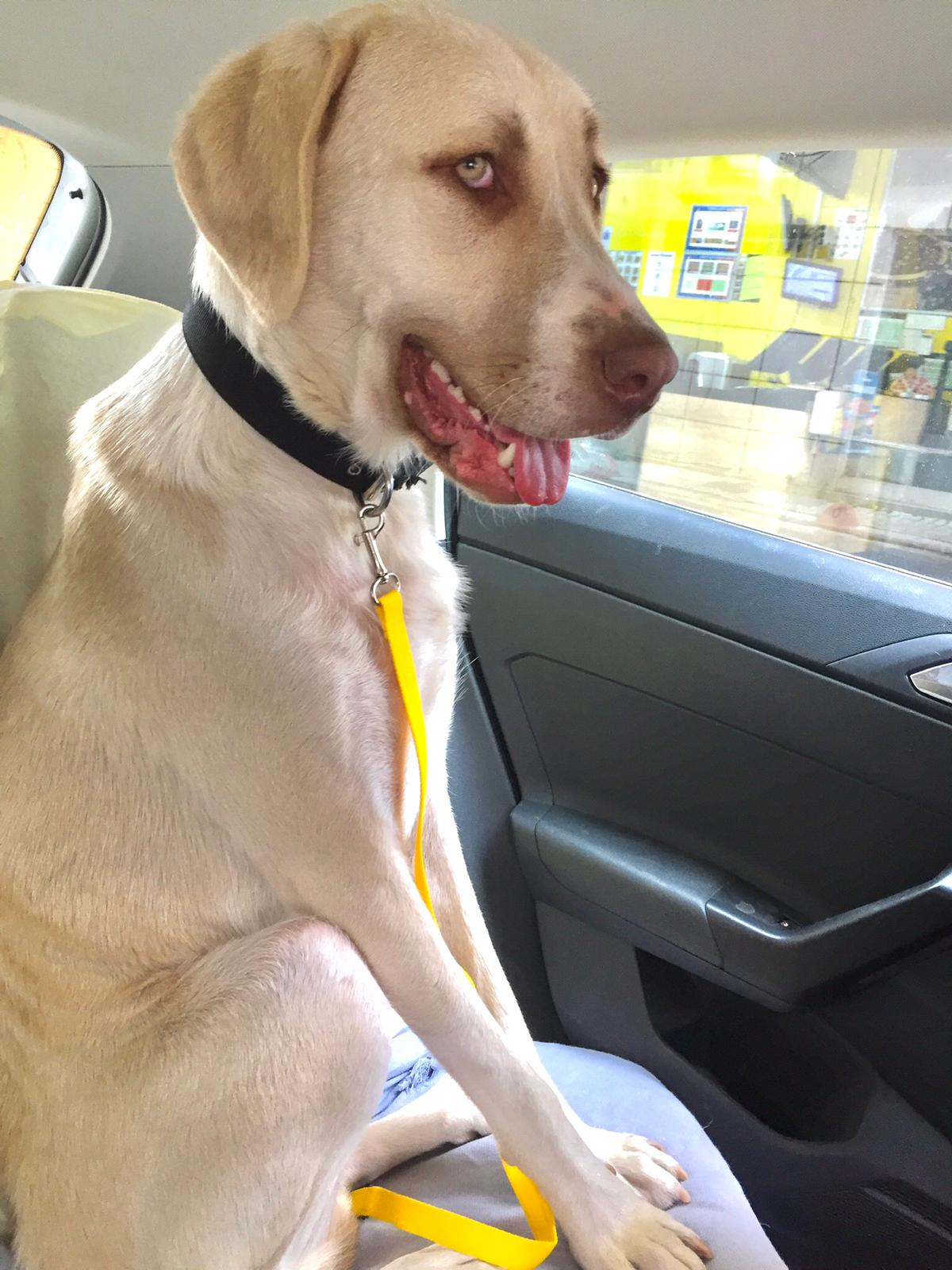 Kadıköy’de barınaktan sahiplendiği görme engelli köpeğine ev kiraladı