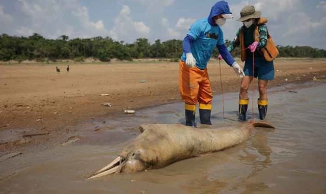 Şiddetli kuraklığın yaşandığı Amazon'da 100'den fazla ölü yunus kıyıya vurdu