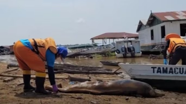 Şiddetli kuraklığın yaşandığı Amazon'da 100'den fazla ölü yunus kıyıya vurdu