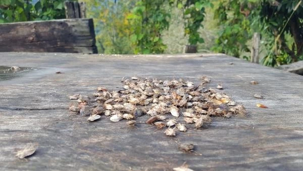Karadeniz’de fındık bahçelerine dadanan kahverengi kokarca böceği, üreticileri alarma geçirdi