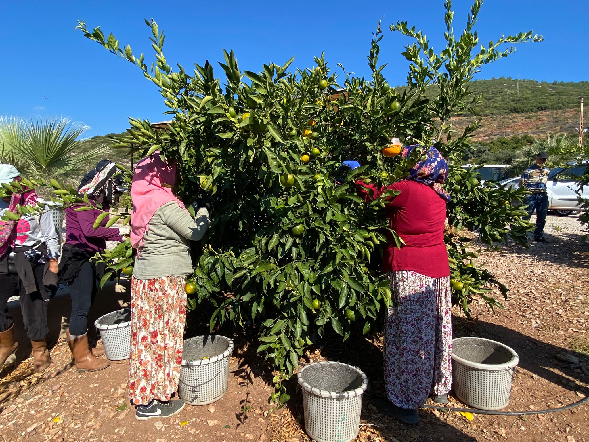 Mandalina ihracatında hedef 500 milyon dolar