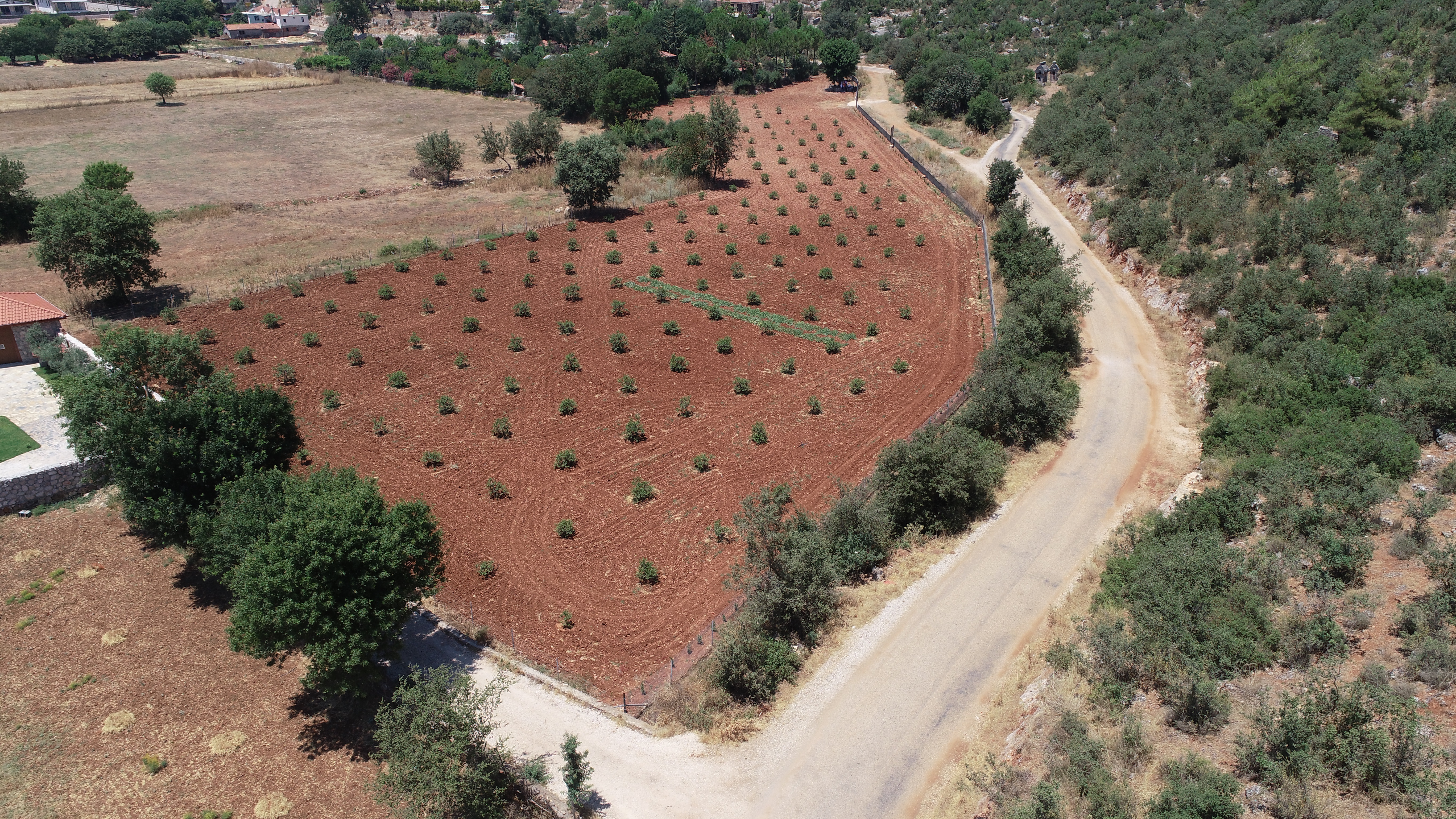 Büyükşehir sakız deneme bahçesi ilk ürünlerini verdi