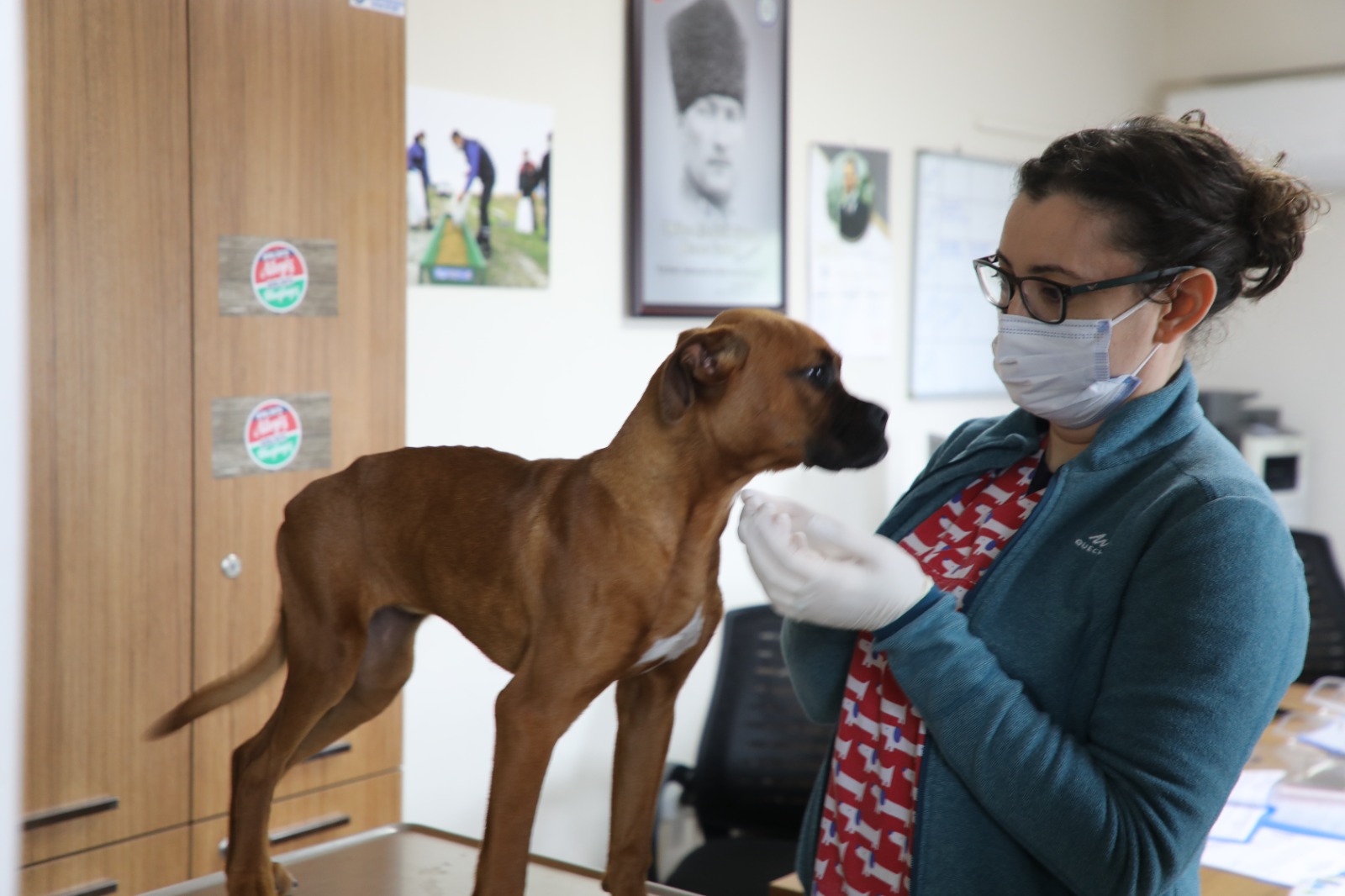 Muğla, 3 bin 83 candostu sahiplendirdi