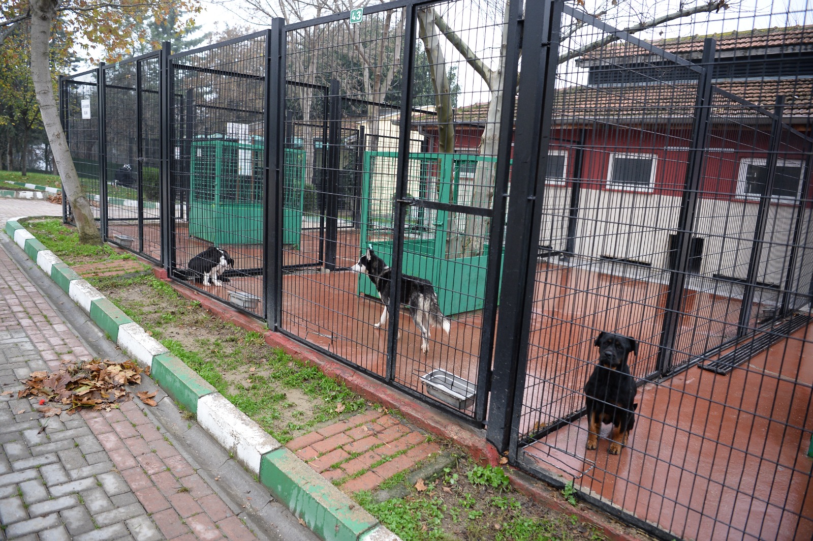 Bursa’da sahipsiz sokak hayvanları takibe alındı