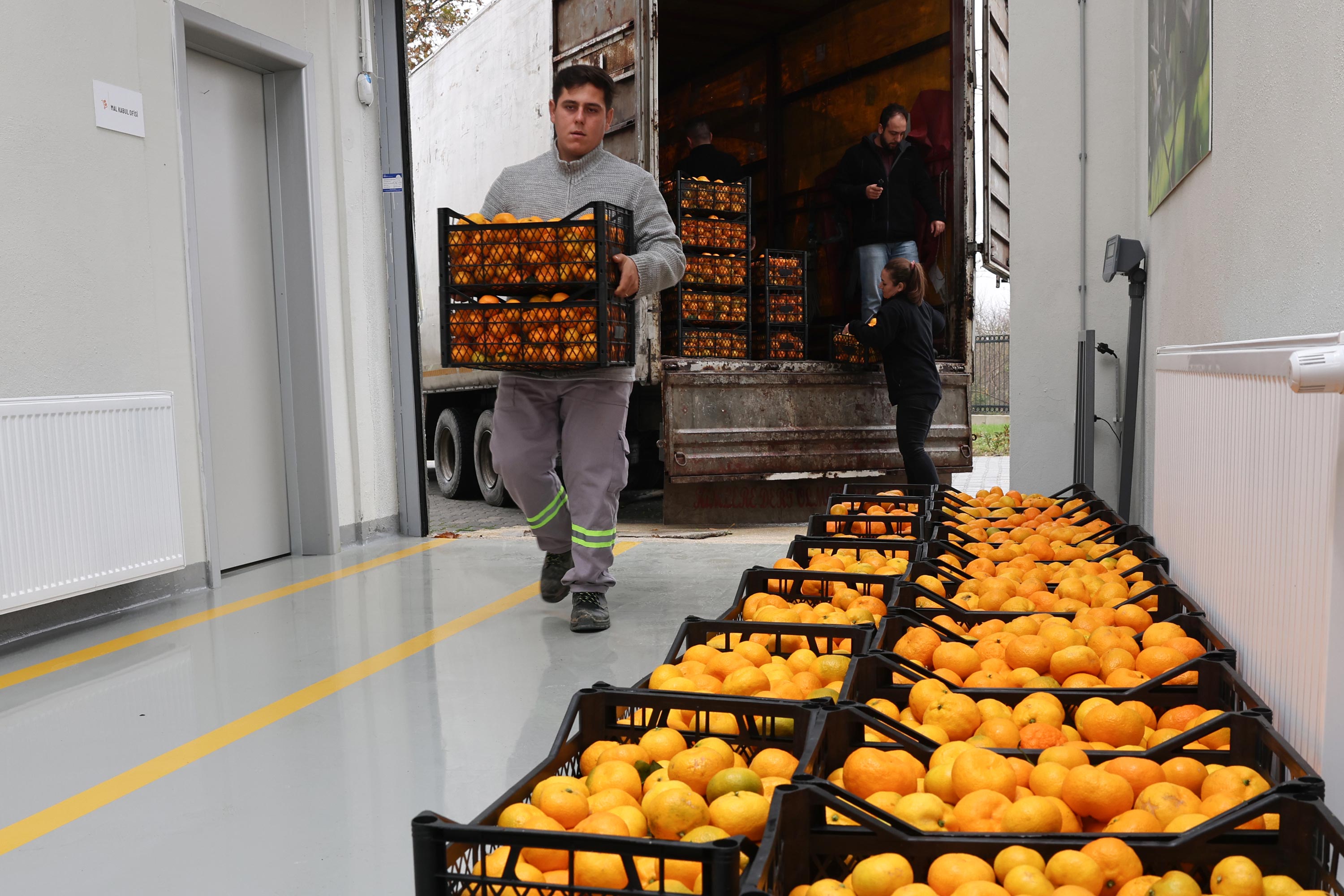 Hataylı mandalina üreticisine Nilüfer’den destek