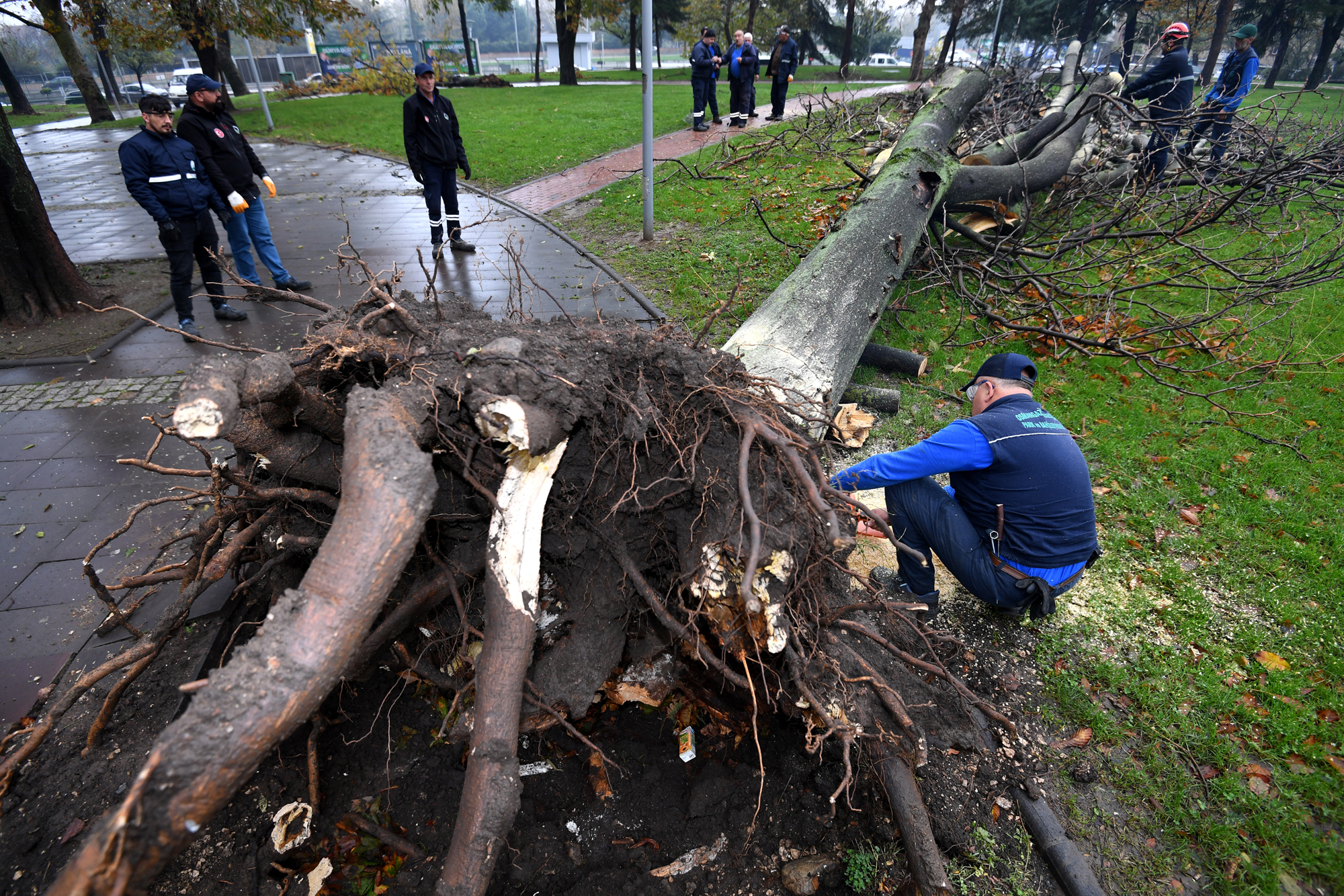 Bursa’da şiddetli lodosta yıkılan ağaçların yerine yenileri dikiliyor