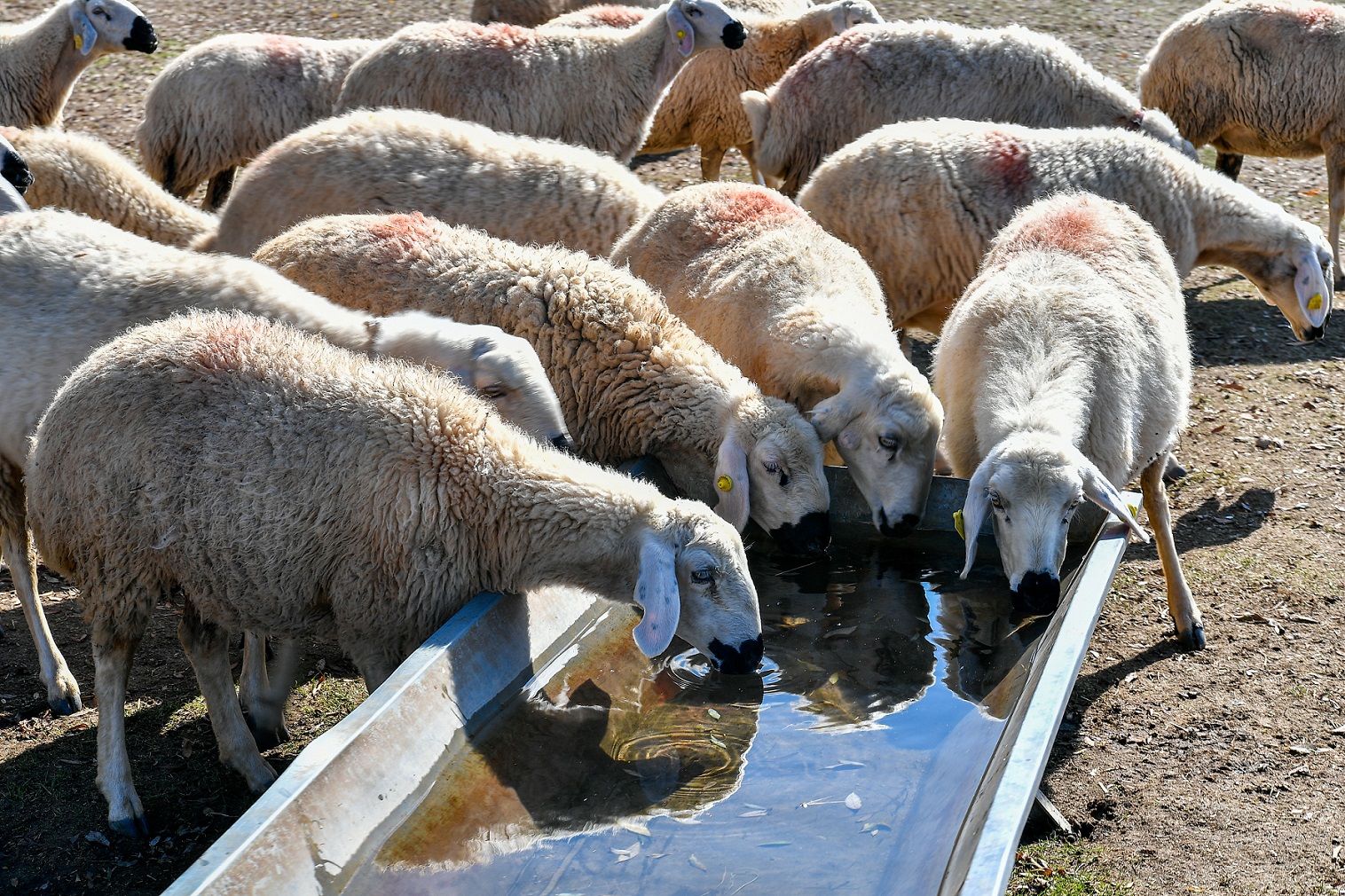 Büyükkılıç: “9 bin 850 hayvan işletmesinin su tüketim bedelinin yarısını büyükşehir ödedi’