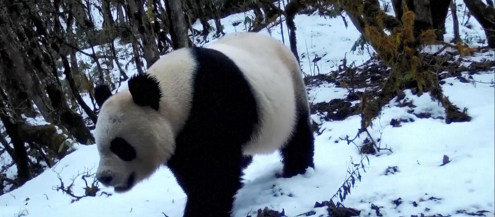 Çin’in dev panda nüfusu 1.900’e yaklaştı