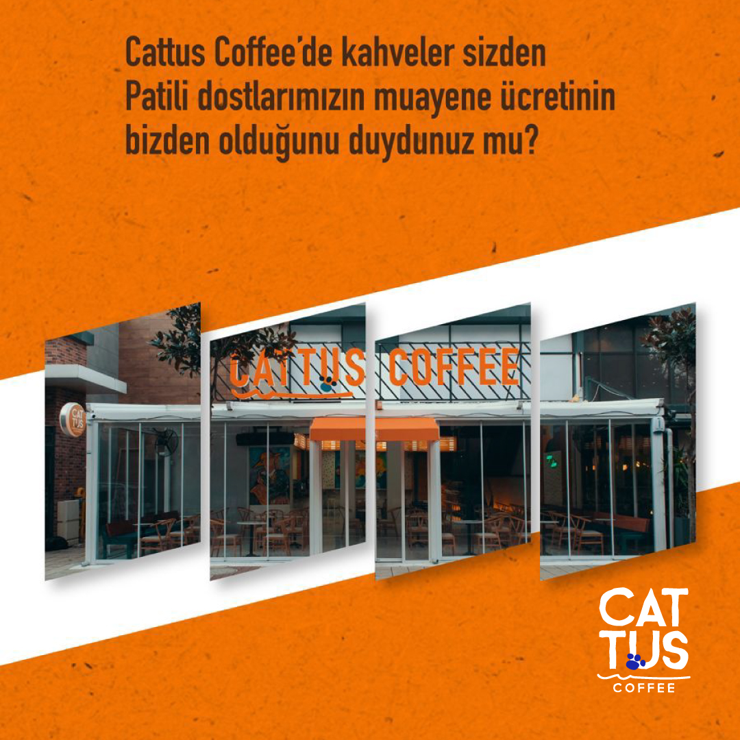 Sosyal proje kafesi, Cattus