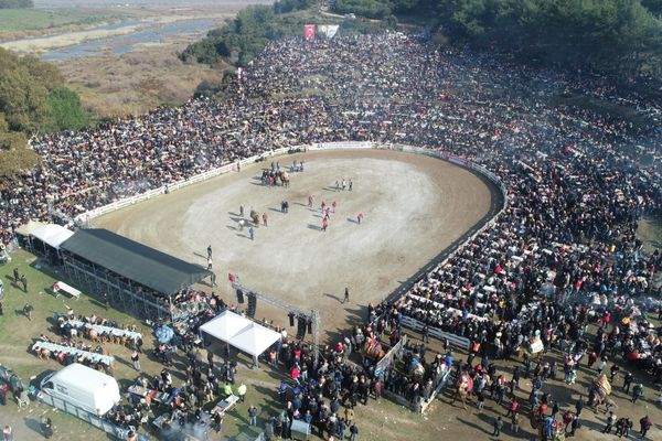 Geleneksel Deve Güreşleri Festivali, 21 Ocak’ta Efes Selçuk’ta başlıyor