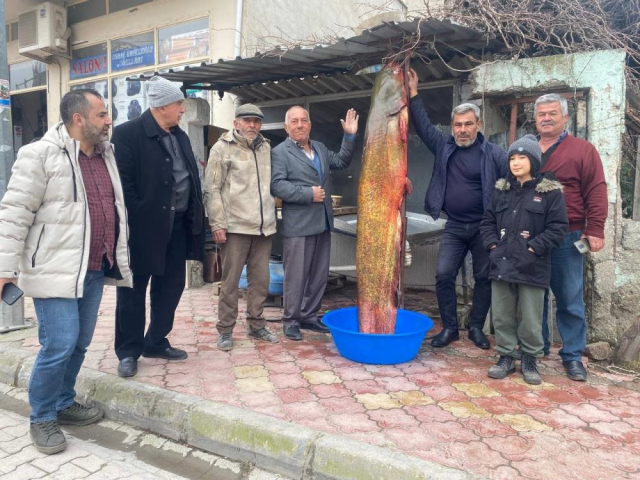6 balıkçı 37 bin lira değerinde dev yayın balığı yakaladı: Kilosu 250 TL’den satılacak