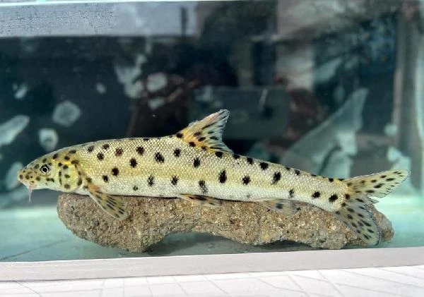 Dünyada en çok aranan leopar sazanı Dicle Nehri’nde bulundu