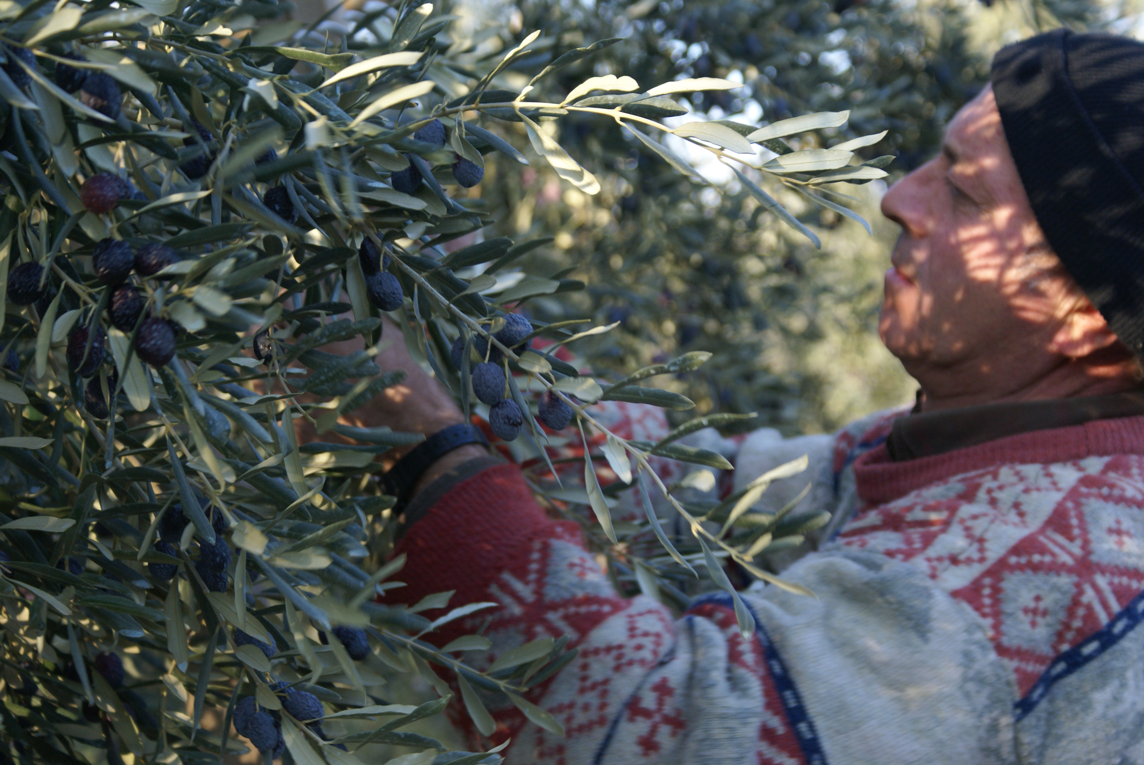 4 aylık sofralık zeytin ihracatı 74 milyon dolara ulaştı