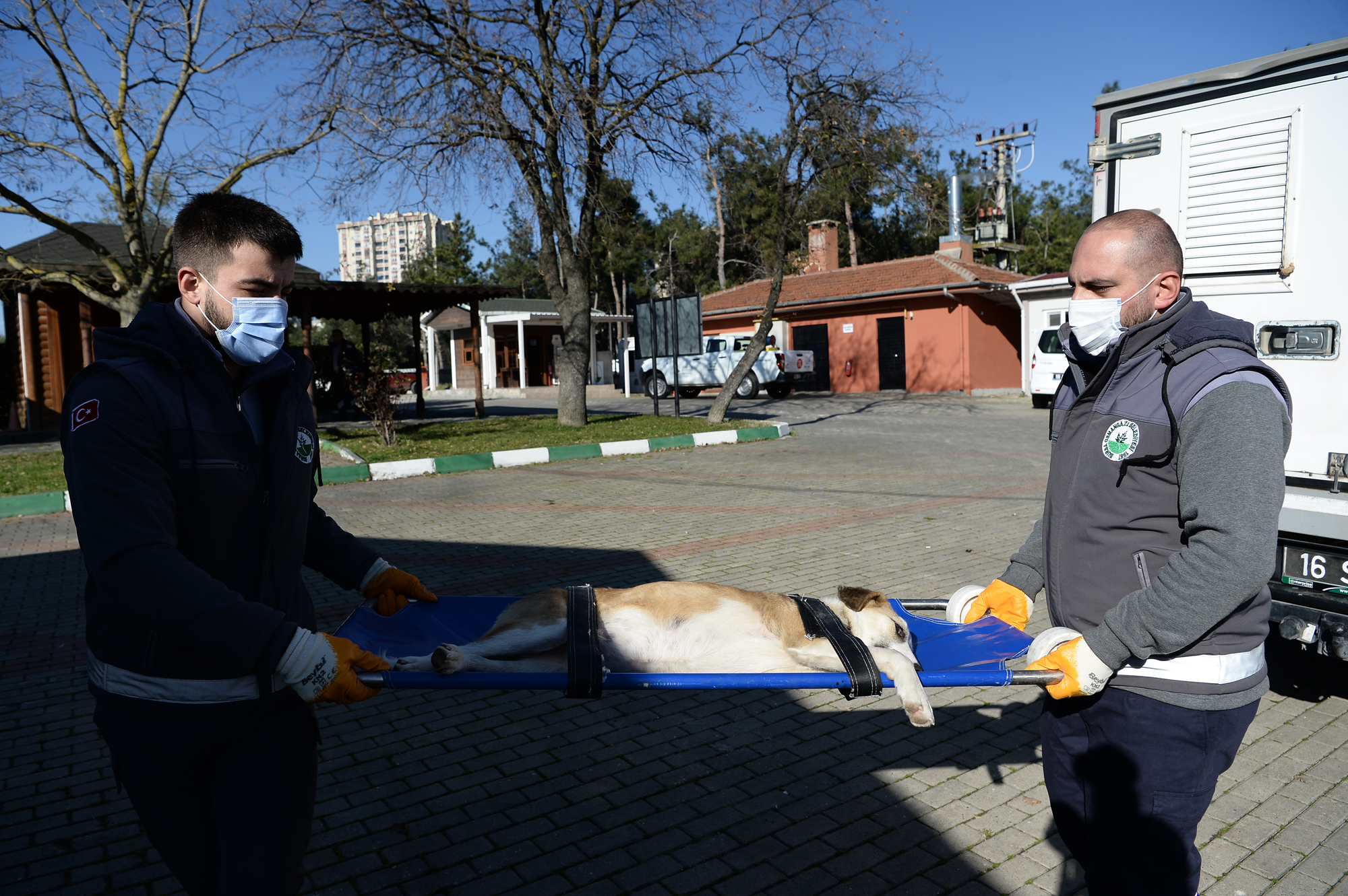 Osmangazi’de yaralanan köpek sağlığına kavuştu