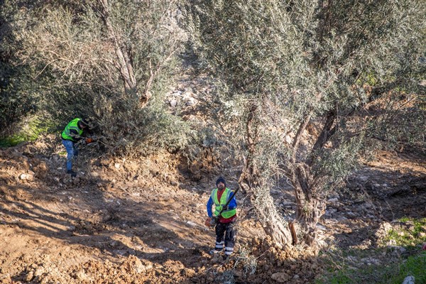 İzmir Belediyesi, Buca Onat Tüneli güzergahındaki ağaçları koruma altına aldı