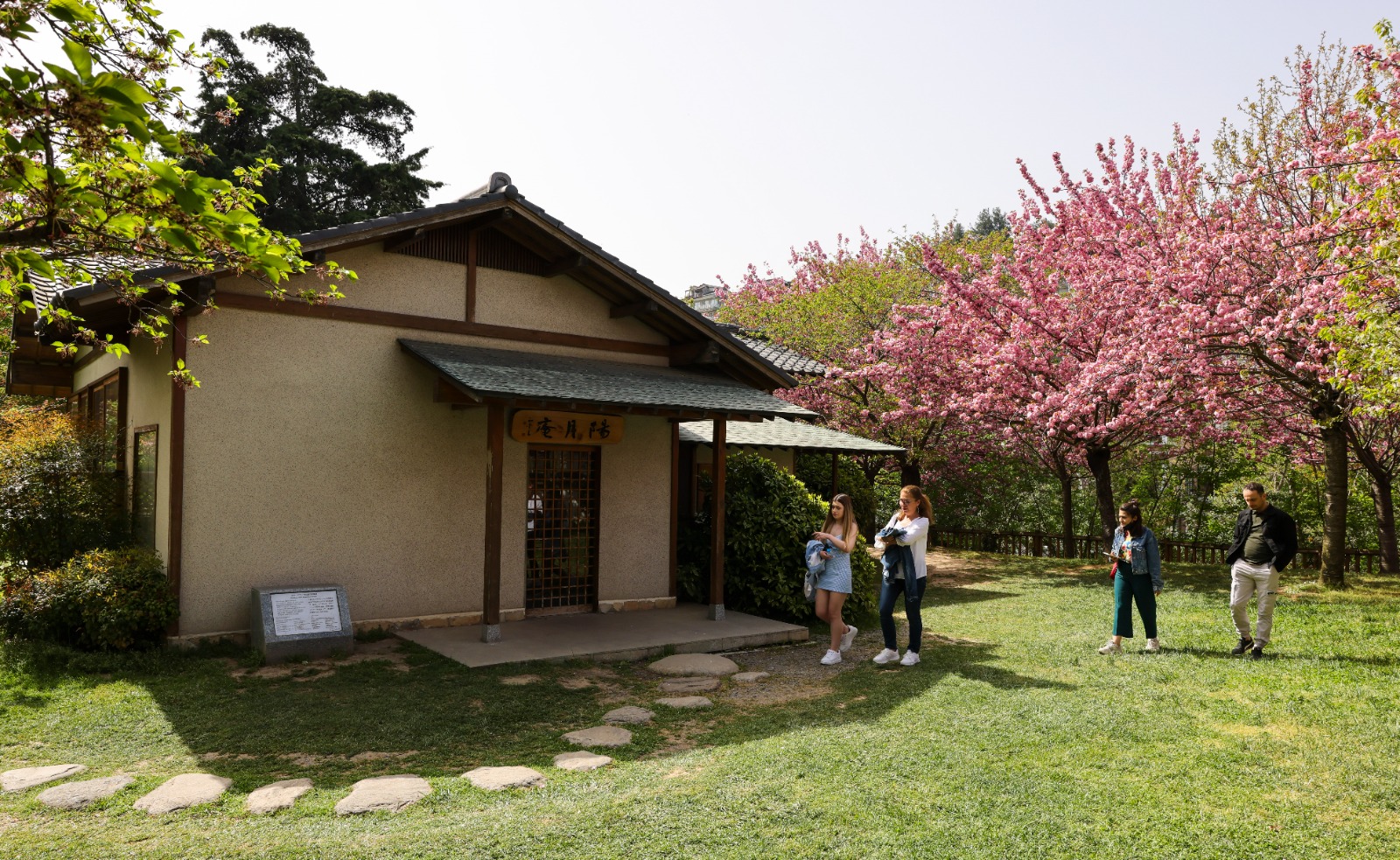 Baltalimanı Japon Bahçesi’ndeki sakura ağaçları baharın gelişini müjdeliyor