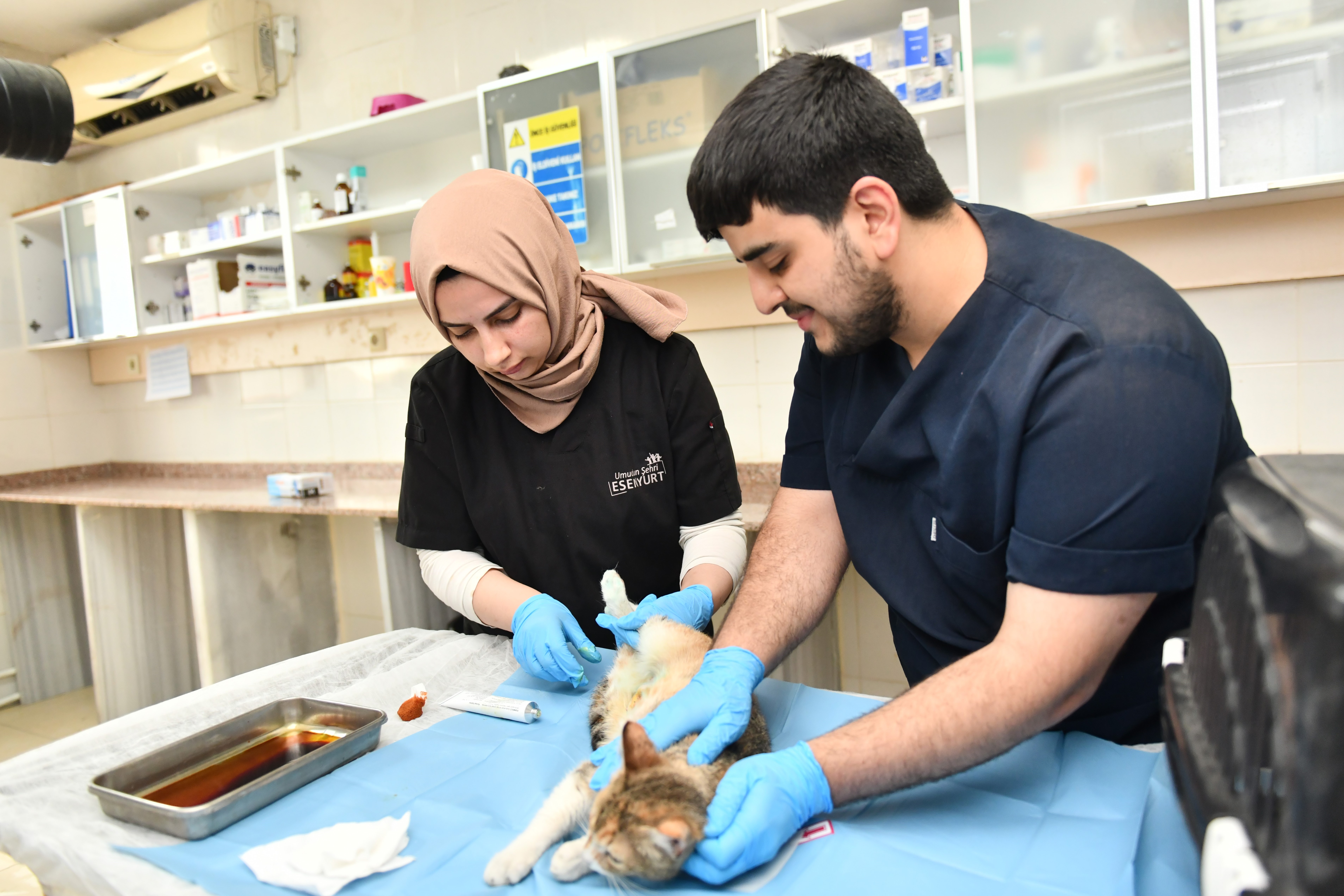 Hamile kedi Modern Hayvan Bakımevi’nde tedavi edildi