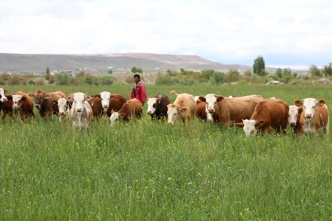 Kayseri’de 600 dekar araziye tekrar mera vasfı kazandırıldı