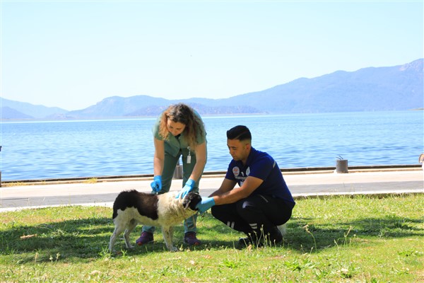 Muğla’da acil müdahale aracı sahipsiz hayvanlar için hizmet veriyor