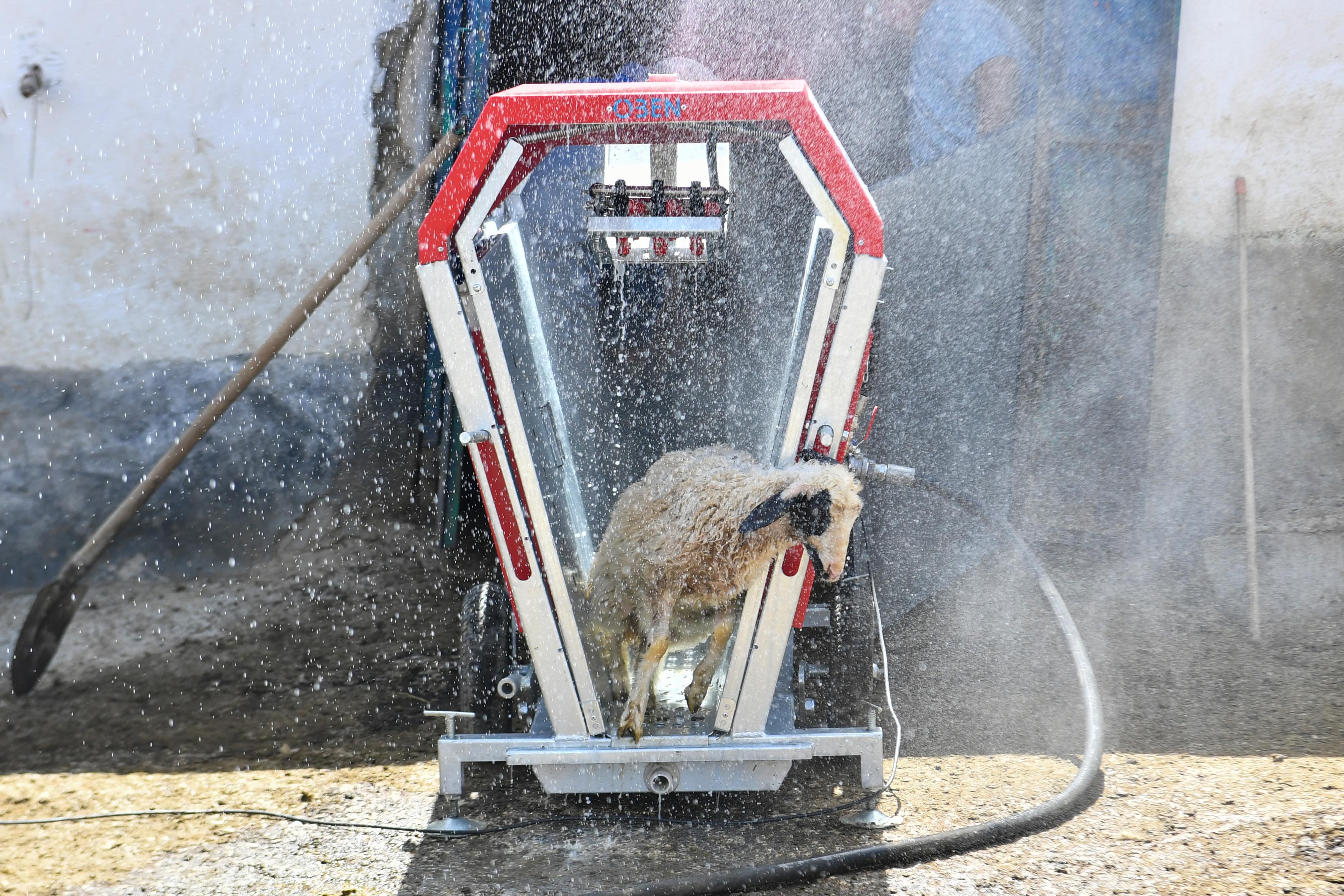 ABB’den hayvan üreticilerine “küçükbaş hayvan yıkama makinesi” desteği