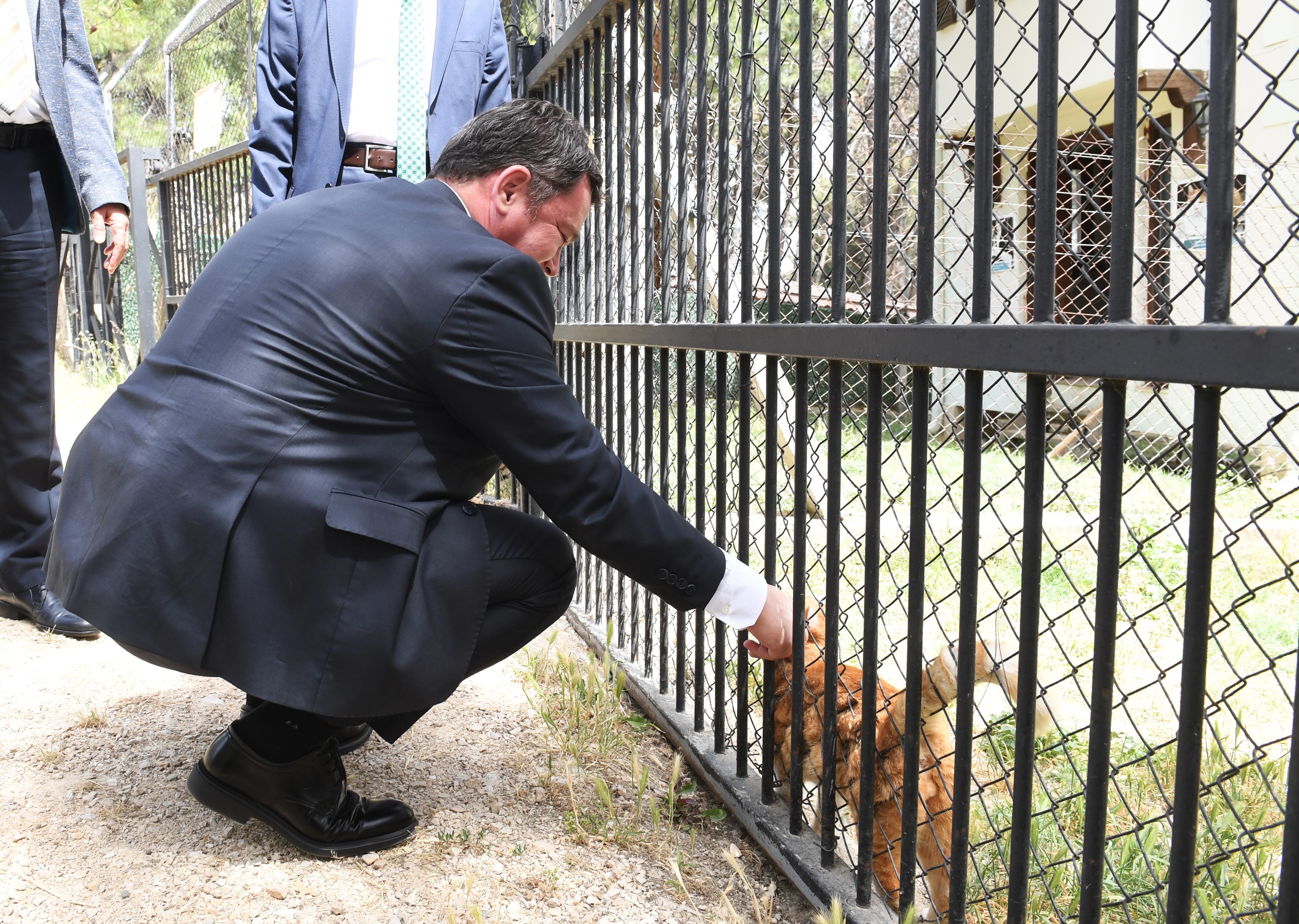 Başkan Aydın: Hayvanları uyutmayıp kısırlaştıracağız