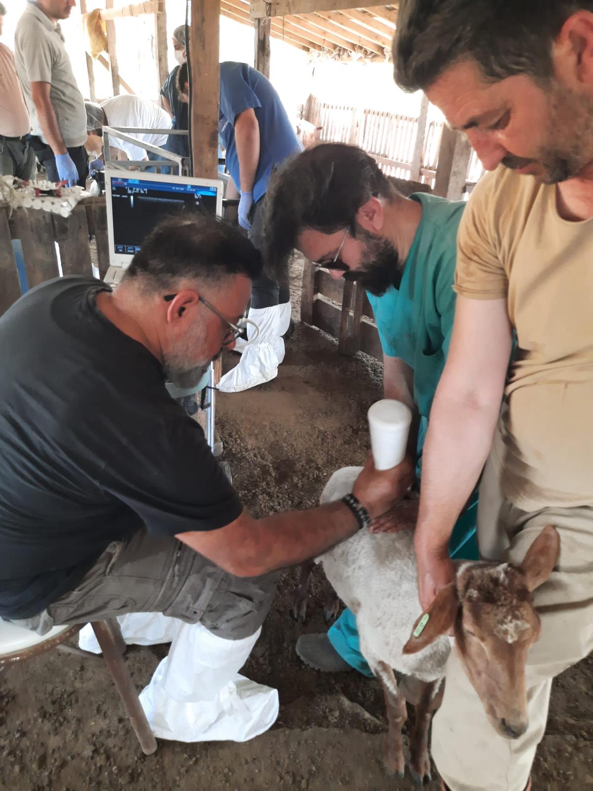 İzmir’de nesli tükenmekte olan Kaçeli koyunları için proje yürütülüyor