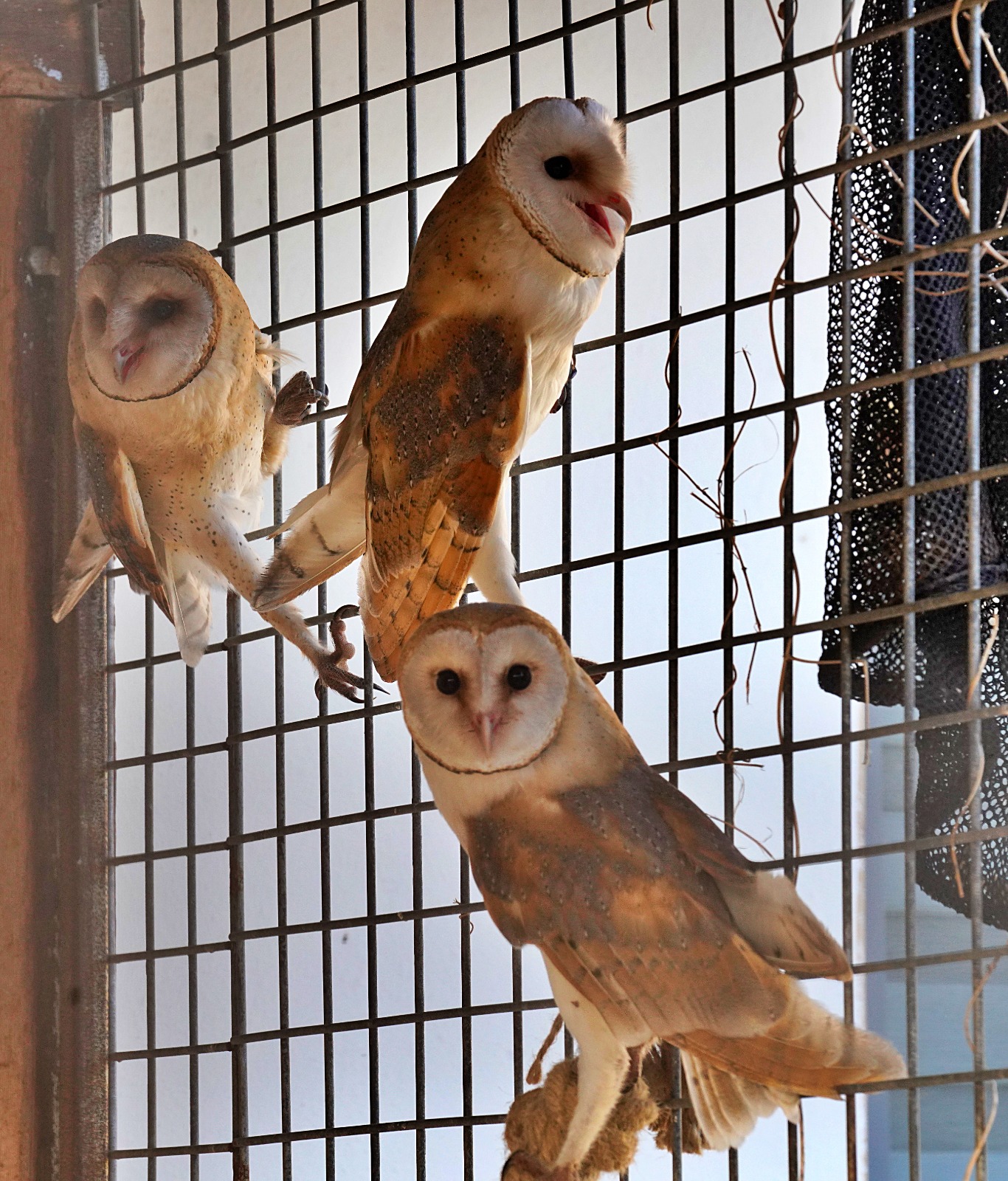 İzmir’de bin 300 yaban hayvanı iyileştirilip doğaya salındı