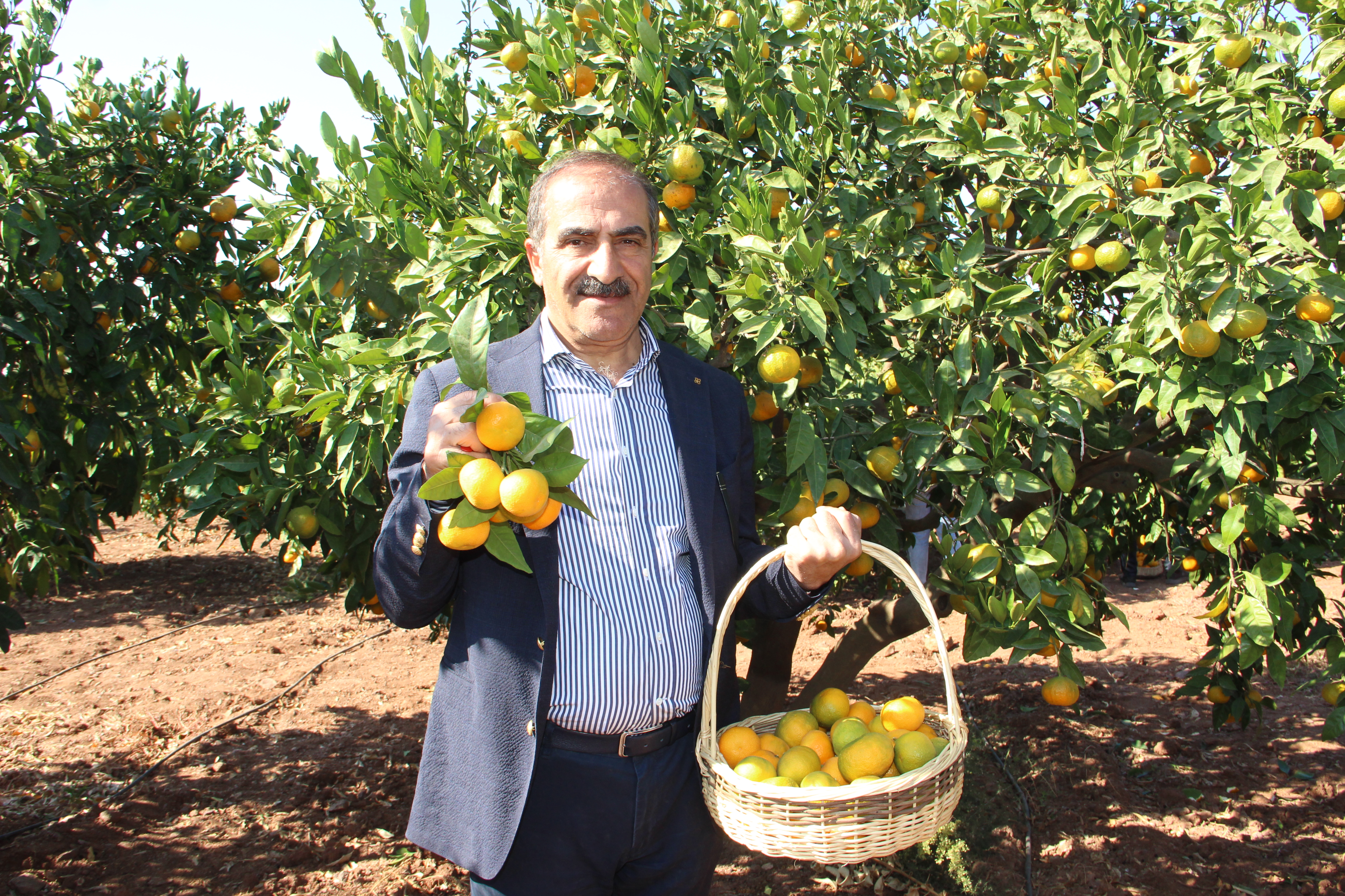 TARSİM, mandalinanın sigorta bedelini kilogramda 12,5 TL’ye çıkardı