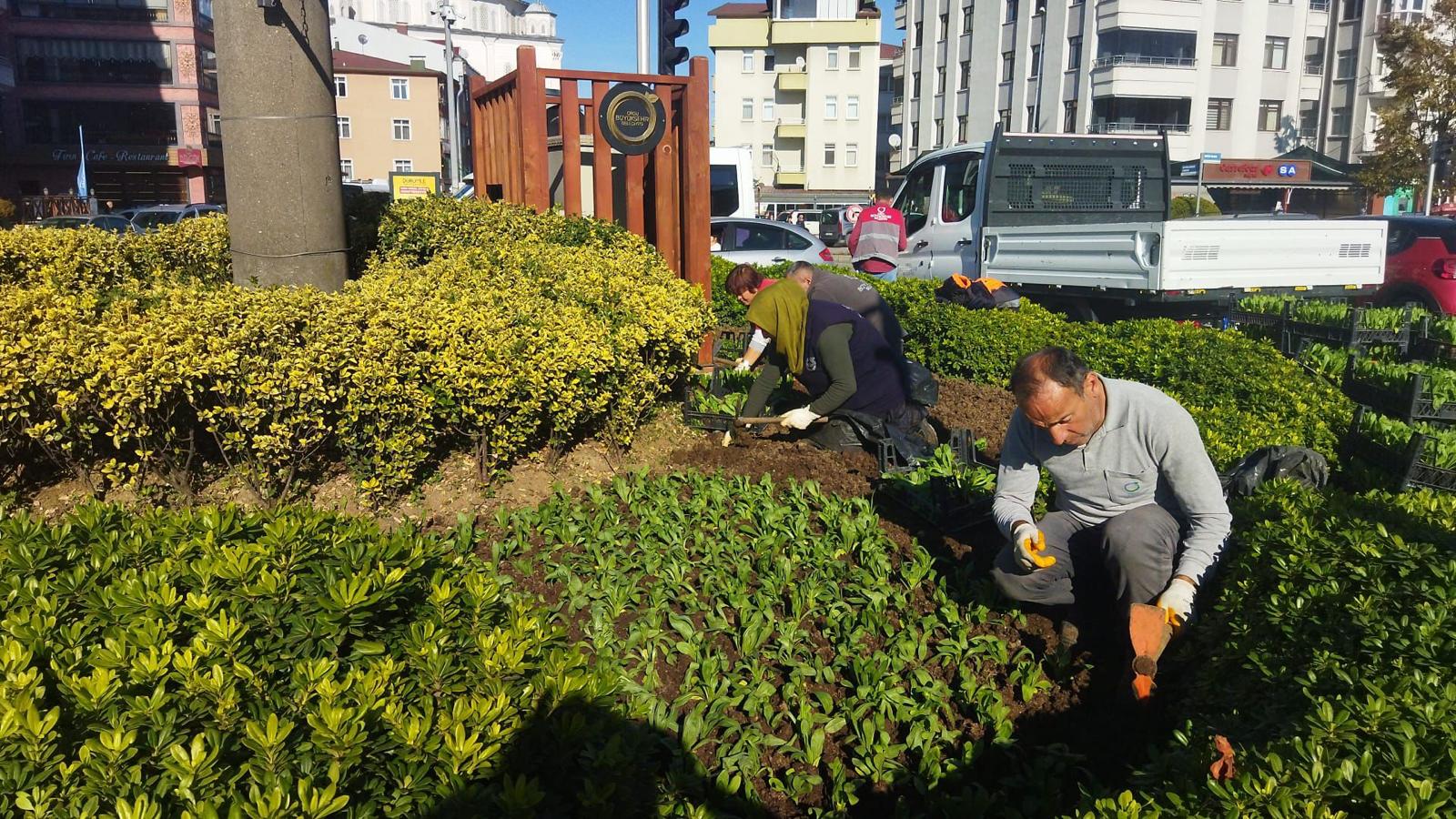 Ordu Büyükşehir, park, bahçeler ve yolları kış çiçekleriyle süslüyor