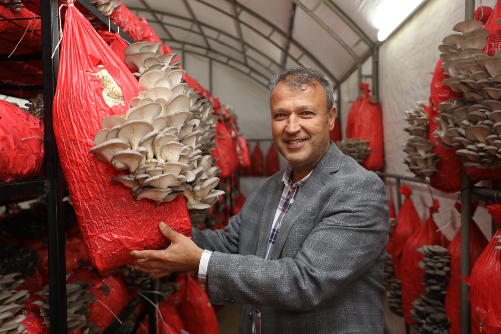 İzmit Belediyesi, ürettiği istiridye mantarlarını vatandaşlara ücretsiz dağıtıyor