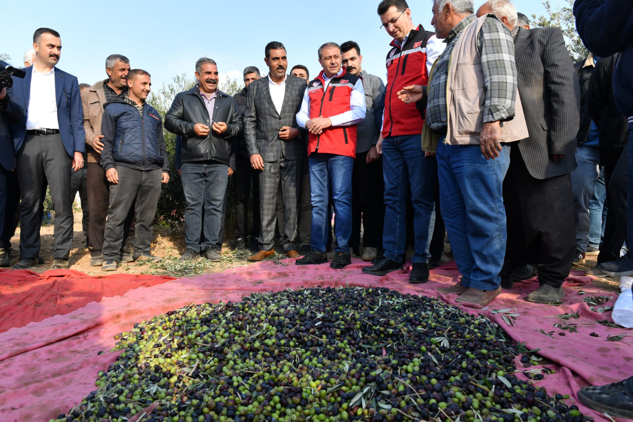 Şanlıurfa Valisi Şıldak, zeytin hasadına katıldı