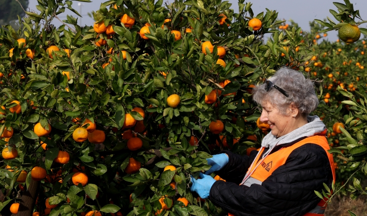 Doğal üretilen LÖSEV doğal satsuma mandalinaları, sağlıklı beslenmede sembol haline geldi