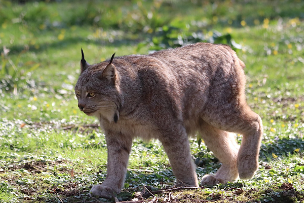 Şebinkarahisar’da su kanalına düşen vaşak doğaya geri bırakıldı