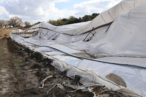 Büyükşehir’den Serik’te hasar gören üreticilere destek