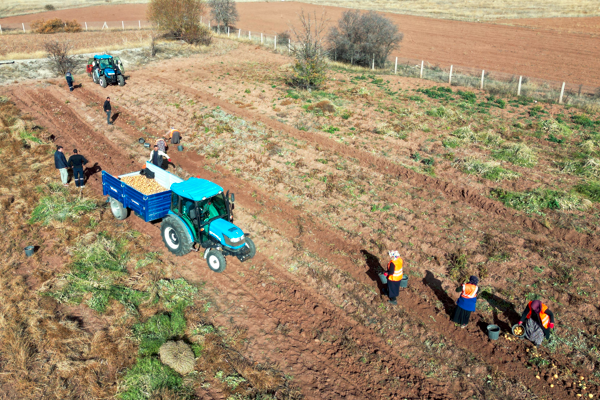 Çankırı’da patates hasadı yapıldı