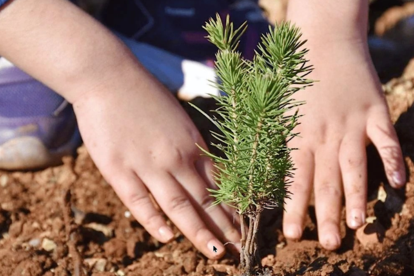 Bursa’da öğrencileri 2 bin 668 fidan dikti