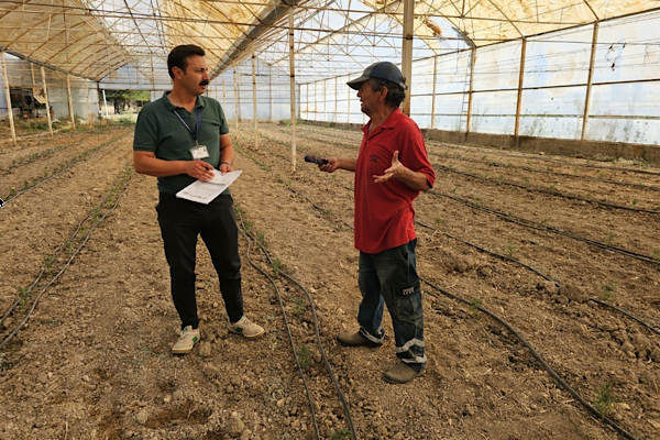 Bodrum’da zeytin üreticilerine teknik destek sağlanıyor