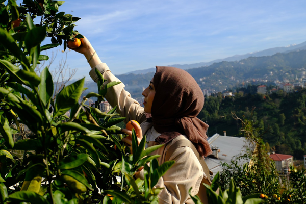 Rize’de “Haydi Hep Birlikte Mandalina Hasadına” etkinliği