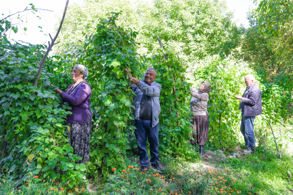 Gülnarlı üreticiler, ‘Leklek Fasulyesi’ hasadı yaptı