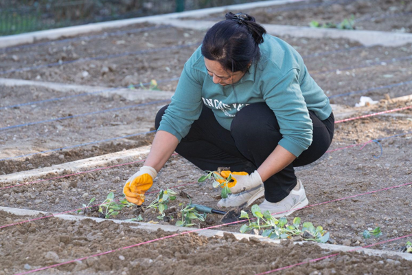 İzmir mahalle bostanlarında kış dikimleri başladı