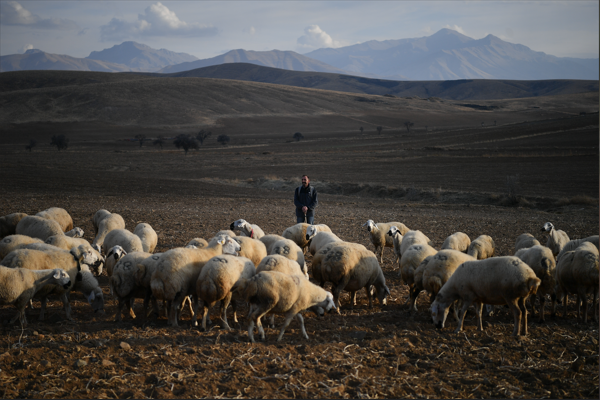 Büyükşehir’den “Koyunlar Artıyor, Meralar Şenleniyor” projesi