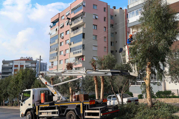 Buca’da ağaç budama ve bakım çalışmaları
