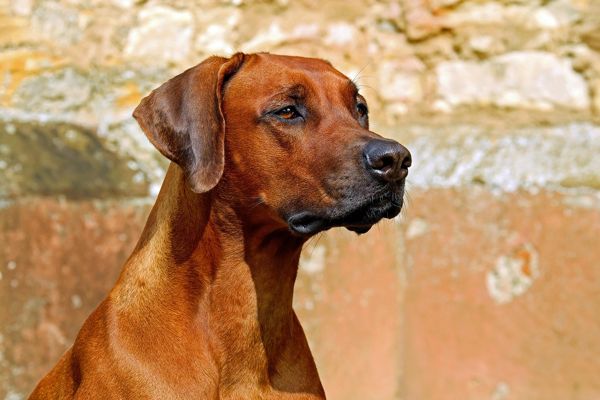 İstanbul’da sahipsiz hayvanlara yönelik yeni tedbirler belirlendi