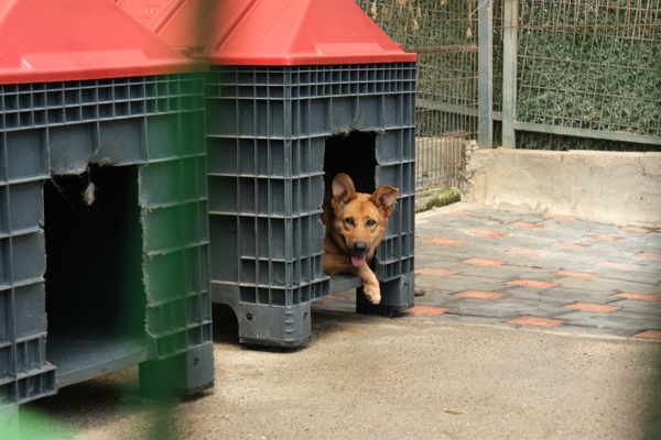 Giresun’da 2025’te 62 kedi ve 138 köpek sahiplendirildi