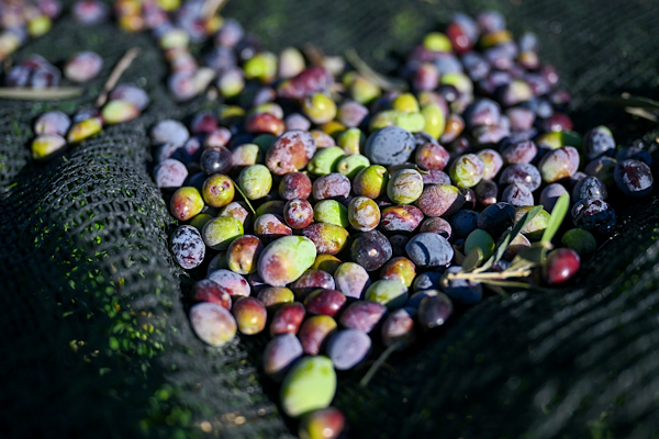 Bornova’da zeytin ağacı hasadı başladı