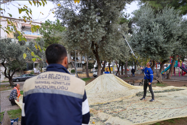 Buca’da zeytin hasadı başladı